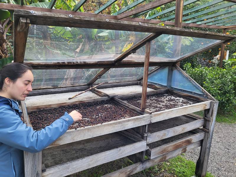 Gran Canaria Coffee Plantation